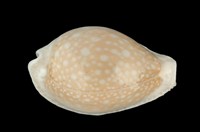 藏品(初雪寶螺)的圖片